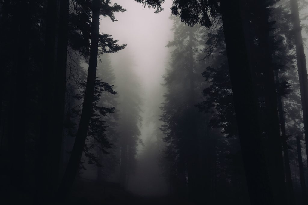 silhouette photograph of trees with foggy weather